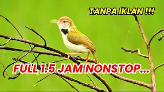 Download lagu 🔴 Masteran Prenjak Lumut Gacor Isian Lengkap – Full 1.5 JAM‼️ #masteranprenjak #prenjaklumutgacor mp3 Download lagu 🔴 Masteran Prenjak Lumut Gacor Isian Lengkap – Full 1.5 JAM‼️ #masteranprenjak #prenjaklumutgacor mp3