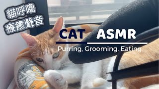 [心得/閃光] 貓呼嚕的ASMR好療癒