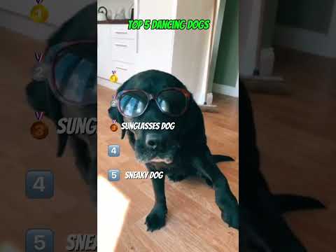 Dancing Dogs That Will Make You Laugh Out Loud 😂🐾