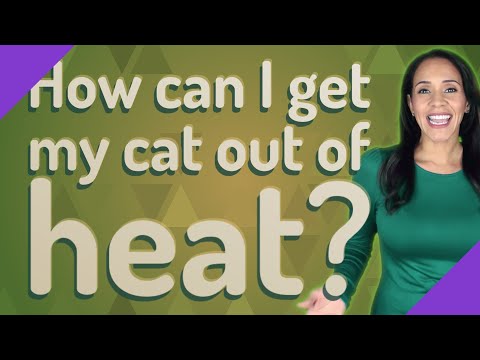 How can I get my cat out of heat?
