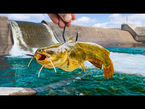 The BIGGEST Fish I've EVER Caught!!! (New PB x15!!!)