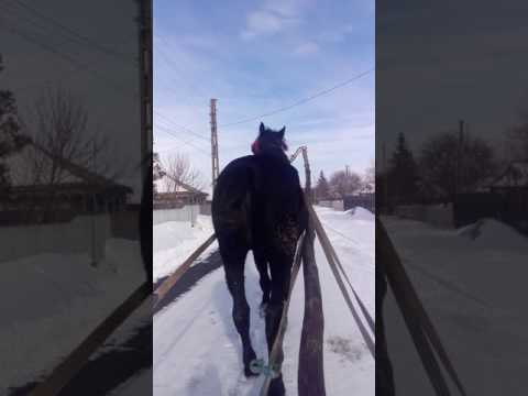 Cal din comuna tufesti