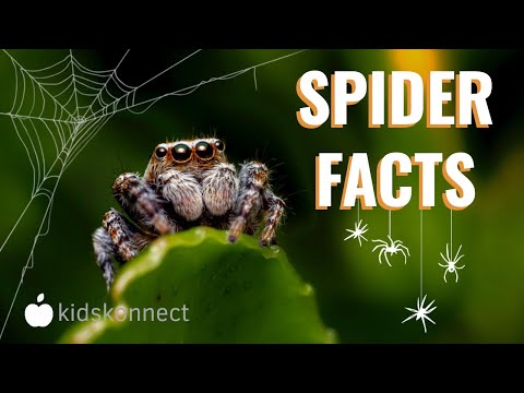 Spiders Facts For Kids | Anatomy, Diet, Behavior, Venom