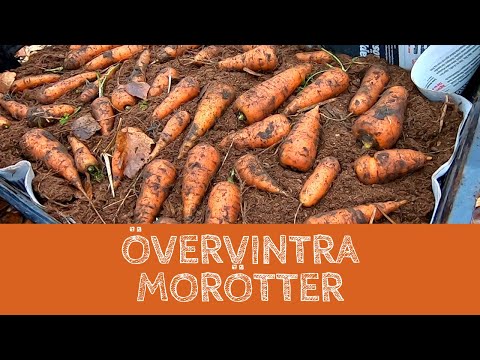 , title : 'Övervintra morötter - TRE sätt för dig att spara morötterna över vintern'