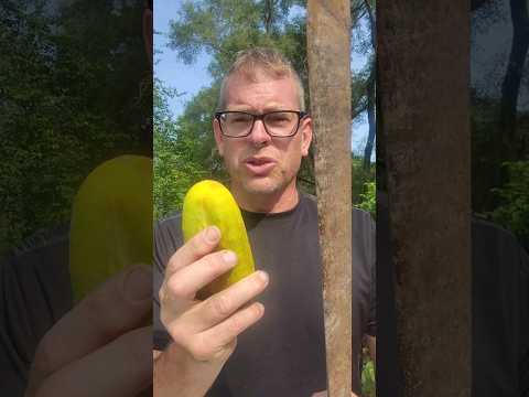 How To Save Cucumber Seeds To Plant Next Year! #garden  #growyourownfood #seeds #farmlife #cucumber