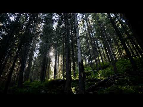 Music from the World of Osho   Sacred World