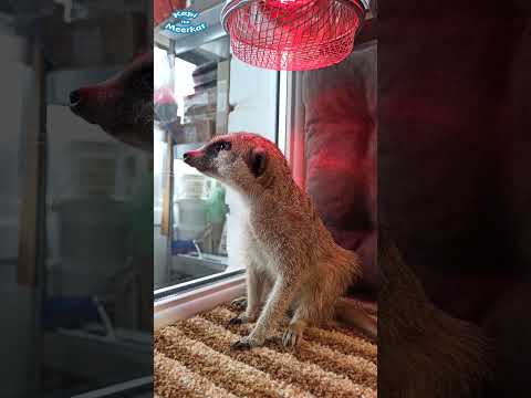 🐾 The Meerkat Doesn’t Want to Be Filmed! Kapi the Meerkat Shows His Character! 📱😄 #kapi #meerkat