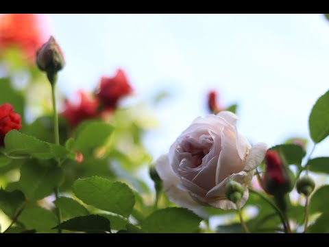 低木バラ 'ファンタン ラトゥール' 植物