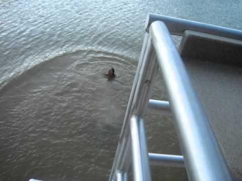Lake Shasta Houseboat Fun