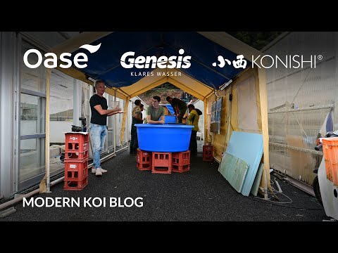 Modern Koi Blog #5674 - Live aus Japan: Die erstklassigen Nisai aus Shin Maeda