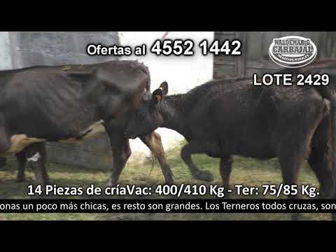 Lote 14 Piezas de cría Vac: 3 HE c/  HO,  1 HE c/  AA,  1 NO c/  AA y 2 AA c/  HO.- Ter: 2 AA c/  HE,  2 RA c/  HE,  2 AA c/  NO,  1 AA c/  HO 400kg -  en Abuelo Lejos. San Pedro R21 km 196,500 - a 14 km de CASSPE