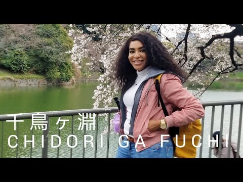 Chidori ga fuchi Sakura Spot in Tokyo | Rent a boat and enjoy the awesome views of cherry blossoms