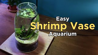 How To: I made an easy Shrimp Vase (No C02 No Filter Aquascape Tutorial)