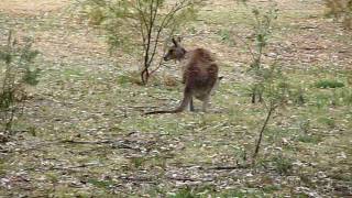 preview picture of video 'HD Video Austraria Giraween National Parkにて'