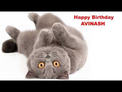 Avinash  Cats Gatos - Happy Birthday