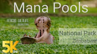 5K African Wildlife Documentary Film - Mana Pools National Park, Zimbabwe, Africa - 1 HR 5K African Wildlife Documentary Film - Mana Pools National Park, Zimbabwe, Africa - 1 HR