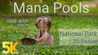 5K African Wildlife Documentary Film - Mana Pools National Park, Zimbabwe, Africa - 1 HR