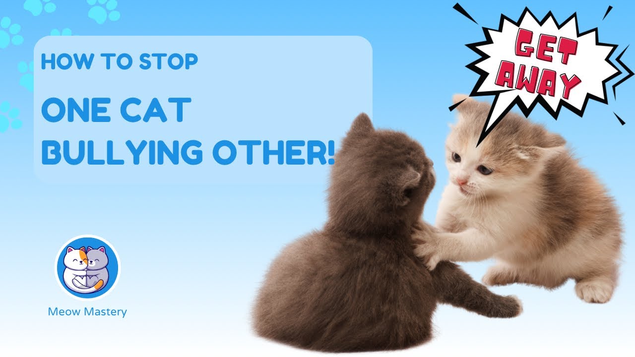 Is One Cat Bullying the Others? Here’s How to Stop It! 🐱😾