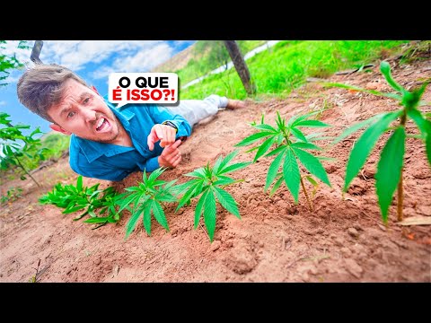 ALGUÉM TÁ PLANTANDO COISA ERRADA NA FAZENDA E EU VOU DESCOBRIR