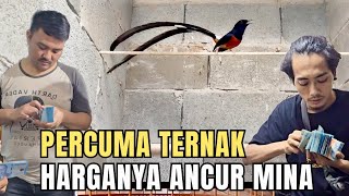 Download lagu TERNAK MURAI BATU UNTUNG PULUHAN JUTA TIAP BULAN mp3 Download lagu TERNAK MURAI BATU UNTUNG PULUHAN JUTA TIAP BULAN mp3