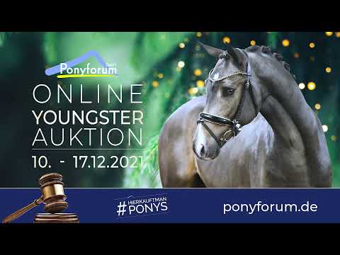 DANCE BOY 2j. Hengst v. Desmond / FS Don´t Worry