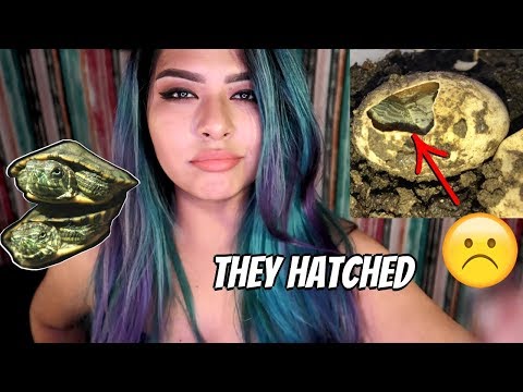 THE TURTLE EGGS HATCHED! BUT SOMETHING WENT HORRIBLY WRONG
