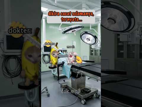 MEME KUCING HARU 😿 Dikira Cacat Selamanya, Ternyata... 😭 #memekucing