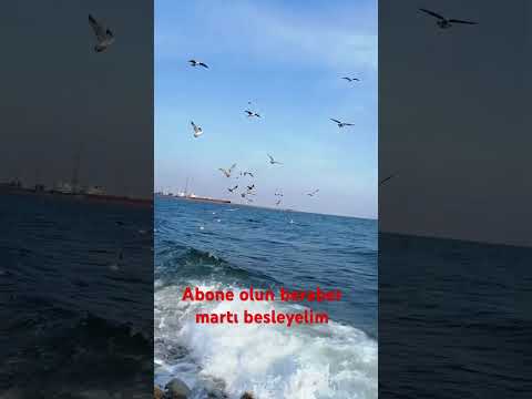 Martılarların güzelliği ♥️