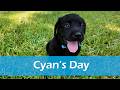 Labrador Retriever dogs for sale: Cyan - AKC English Lab - Video 1