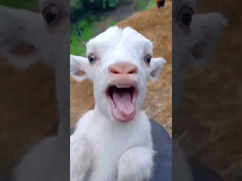 CALA A BOCA BODINHO 🐐🤫 #music #shortsfeed #like #cute #shorts #viralvideo #dj #humor #memes #brasil