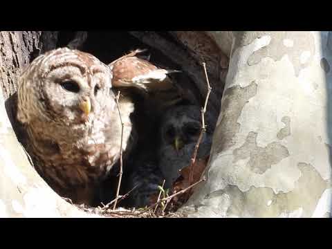 BARRED OWL MOM WITH 3 OWLETS TAKING OFF TO HUNT FOR BREAKFAST.