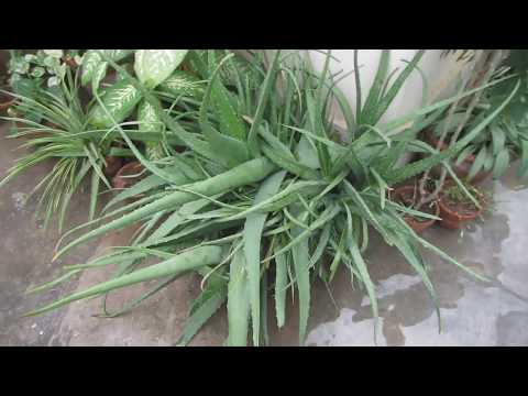 download lagu mp3 mp4 Big Plants In Small Pots, download lagu Big Plants In Small Pots gratis, unduh video klip Big Plants In Small Pots