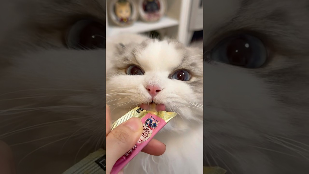 爆食い猫部ココ&ミコ🐾 #猫好きさんと繋がりたい #cat #ラグドール