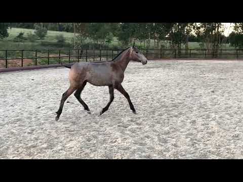 Sultao Do Luar - 1 year old lusitano