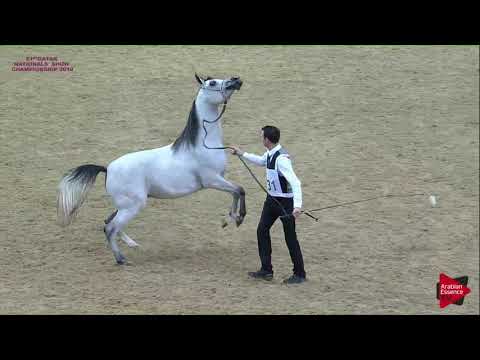 N 131 JUMOUH AL EBB   21st Qatar National 2018   Fillies 2 years old Class 4A