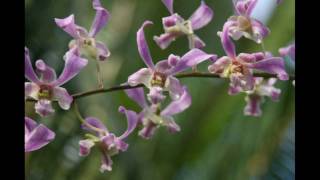 preview picture of video 'Flowers of La Castellana, Negros Occidental, Philippines.'