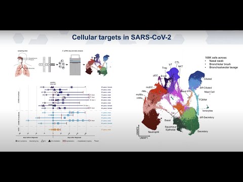 Webinar: Single-Cell Biology of Barrier Tissues and COVID-19
