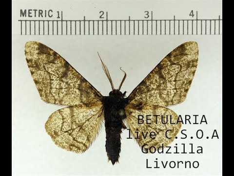 Betularia - Sagome -  Live in "CSOA Godzilla" Livorno (2009)