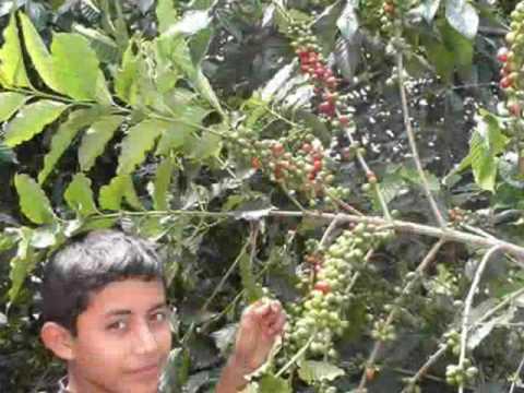 Ernesto Martinez - Guacharaca Aventurera.wmv