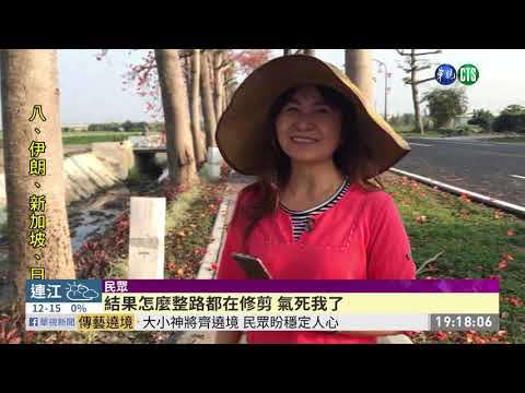 樹枝被砍斷! 木棉花大道「落漆」