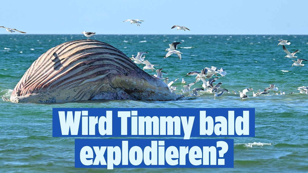 🔴 WAL TIMMY droht zu platzen – er bläht sich immer weiter auf | BILD LIVE