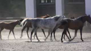 preview picture of video 'Stadnina Koni Janów Podlaski, The Janów Podlaski Stud'