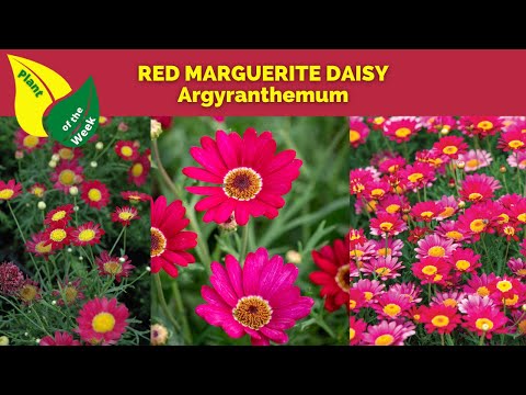 RED MARGUERITE DAISY | Argyranthemum