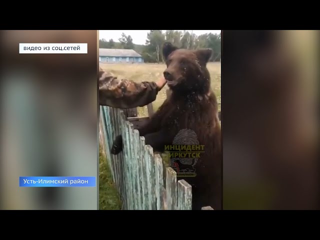 Медведи выходят в люди