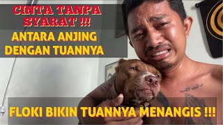 Download lagu MENGHARUKAN !!! CINTA TANPA SYARAT ANTARA ANJING DENGAN TUANNYA - KING FLOKI BIKIN TUANNYA NANGIS mp3 Download lagu MENGHARUKAN !!! CINTA TANPA SYARAT ANTARA ANJING DENGAN TUANNYA - KING FLOKI BIKIN TUANNYA NANGIS mp3