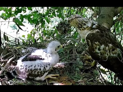 Breakfast for Oriental Honey Buzzard chick. 15 July 2021