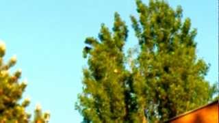 Un corbeau tente de résister au vent / crow and wind