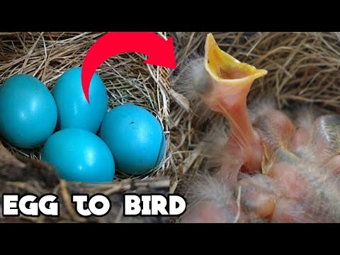 Robin Eggs Hatch | Ep. 536