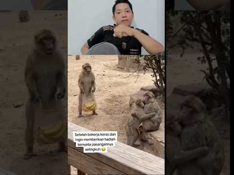 monyet juga punya rasa😩🤣#shortvideo #lucu #ketawangakak