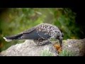 Spotted Nutcracker, Seoraksan